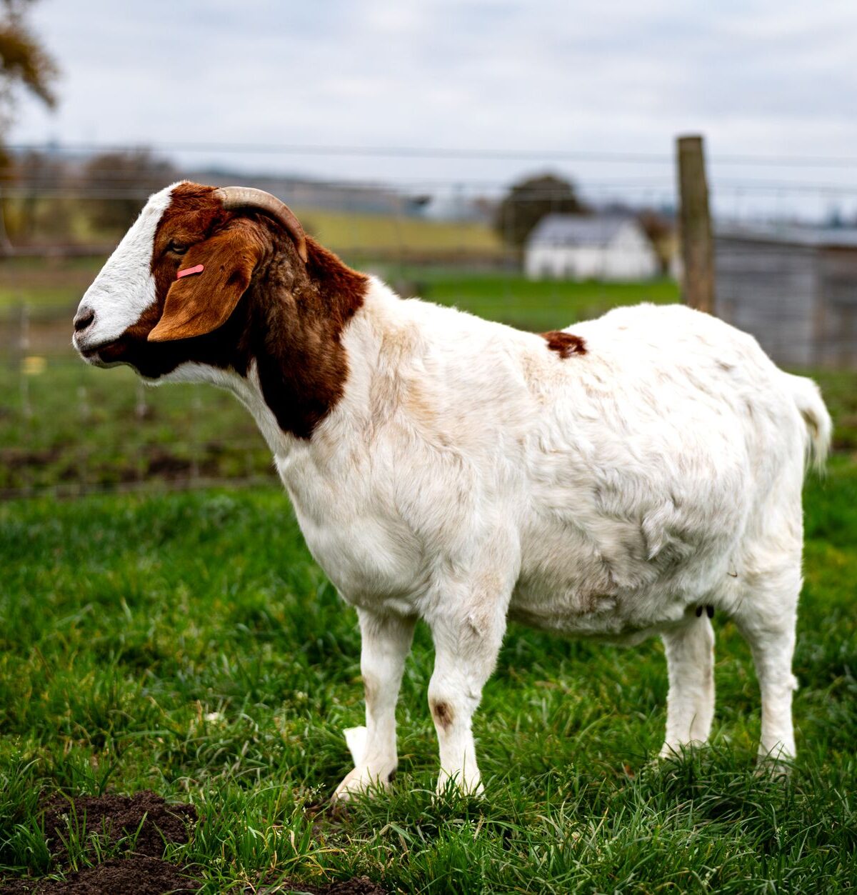 Boer Goat