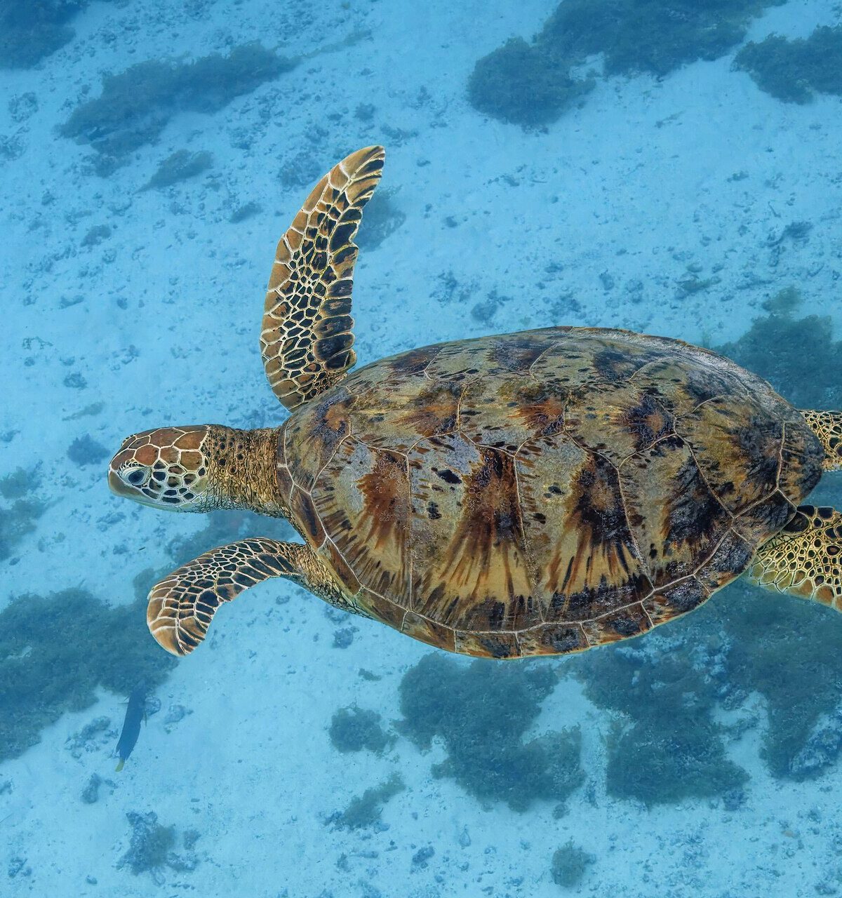 Hawaiian Green Sea Turtle