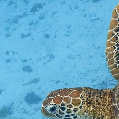 Sea Turtle