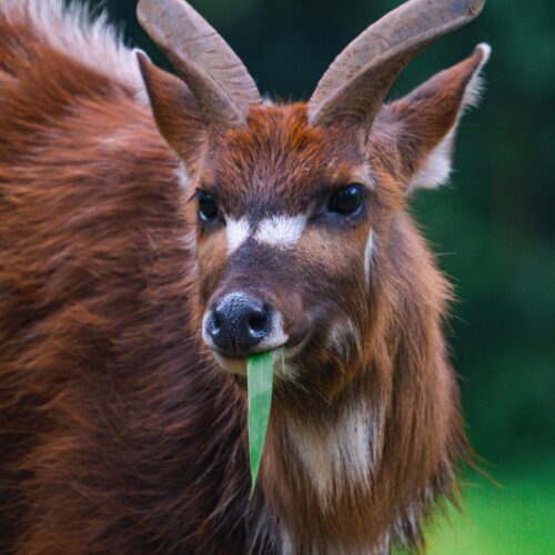 Sitatunga