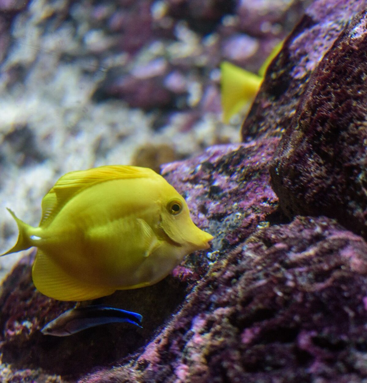 Yellow Tang