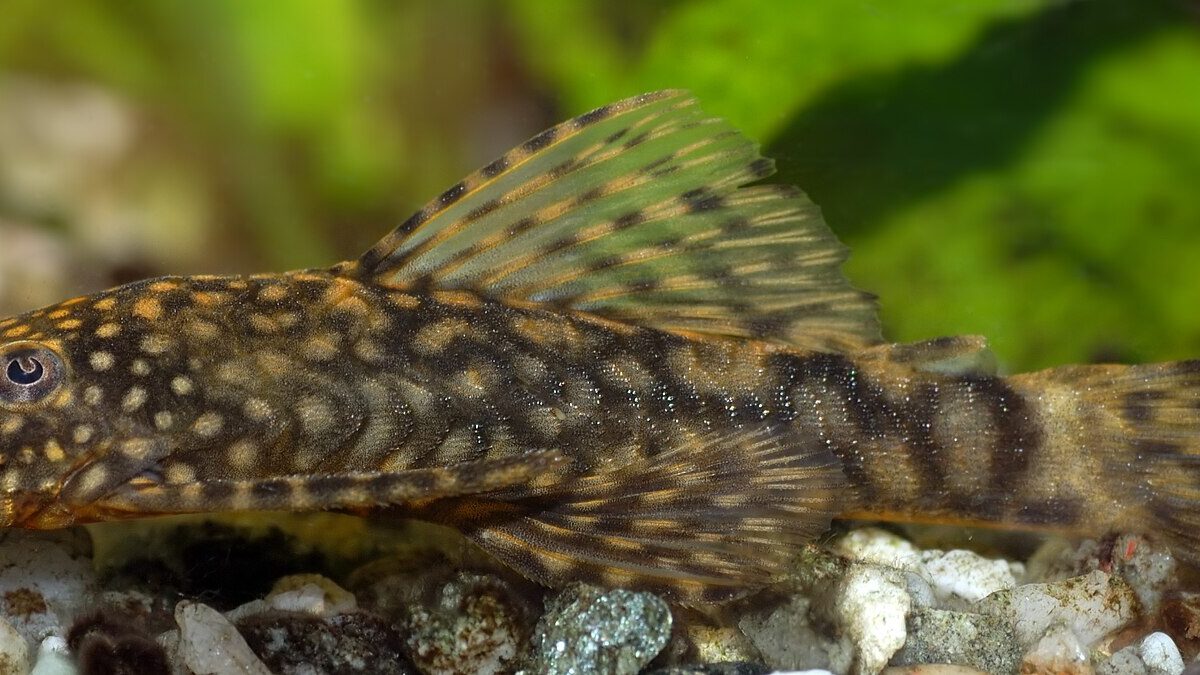 Bristlenose Catfish