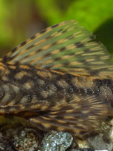 Bristlenose Catfish