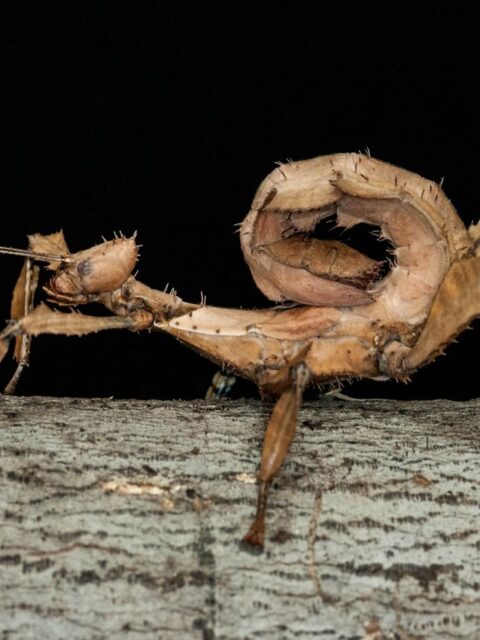 Giant Prickly Stick Insect