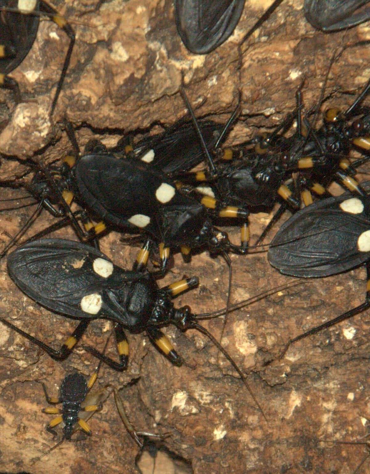Two-Spotted Assassin Bug