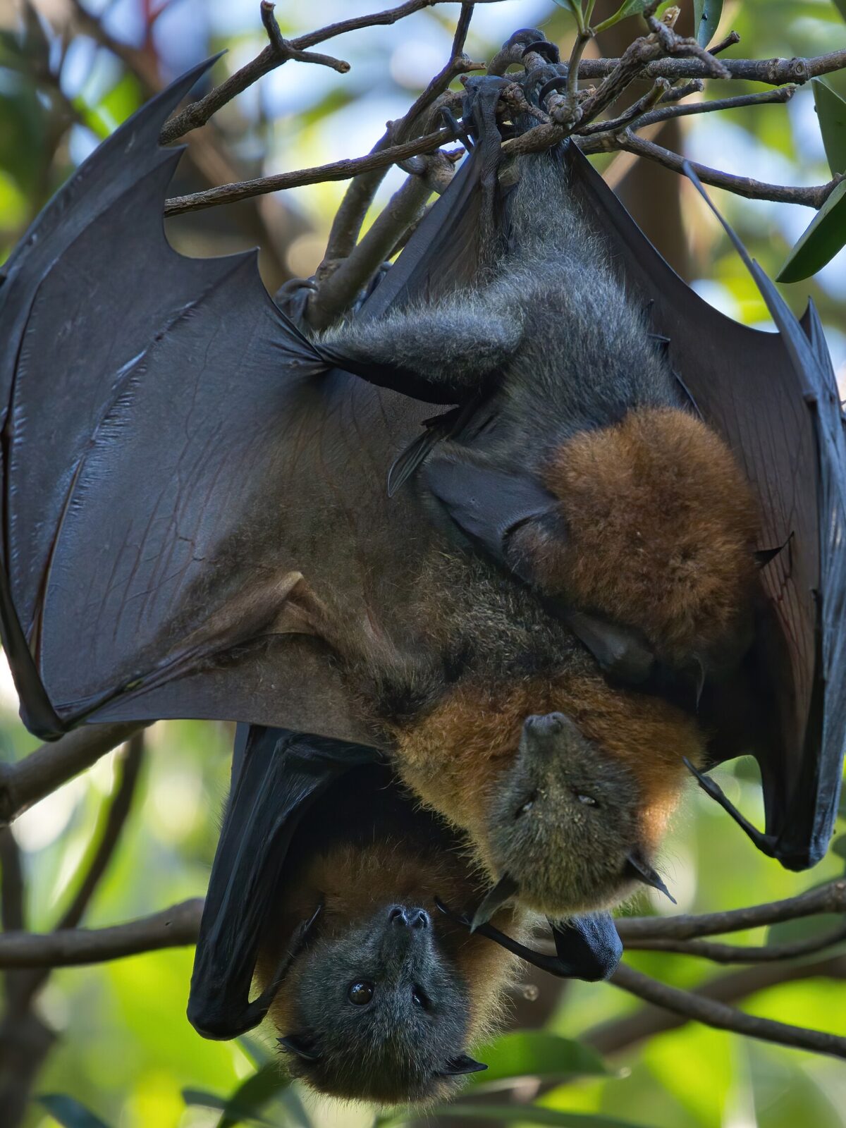 Grey-headed Flying-fox