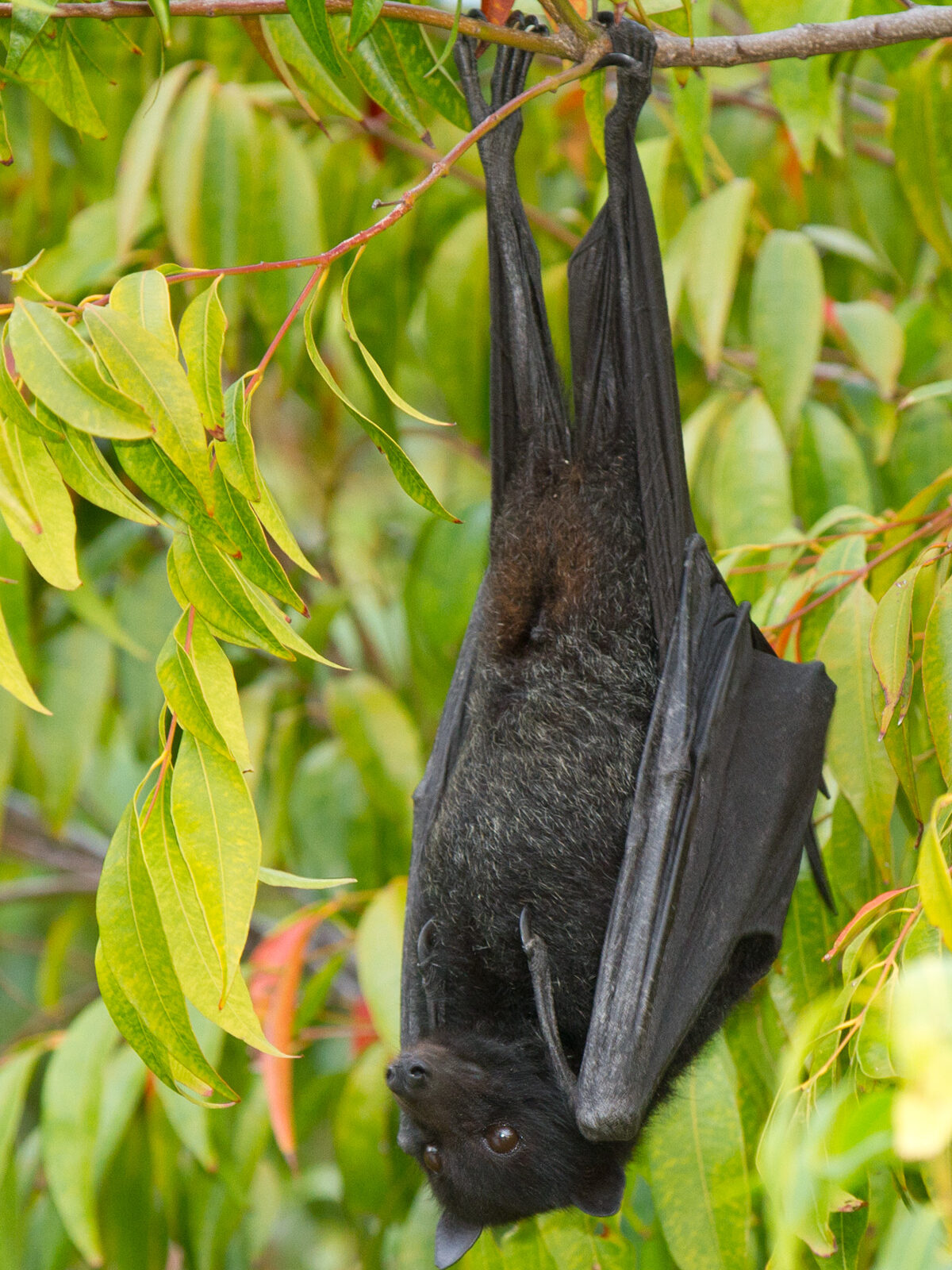 Black Flying Fox