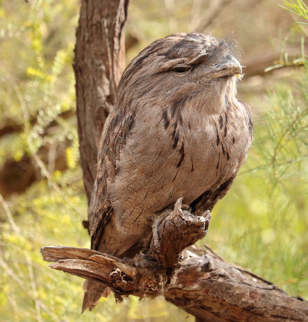 Barking Owl