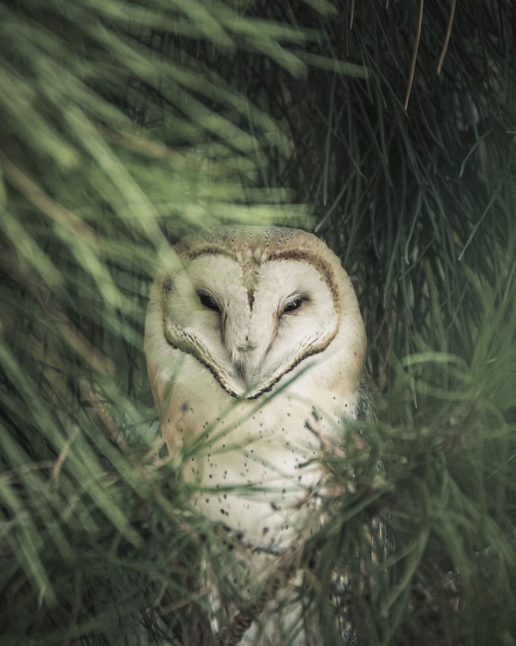 Australian Barn Owl