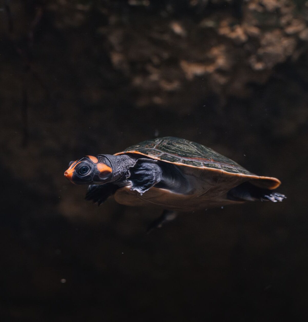 Mary River Turtle
