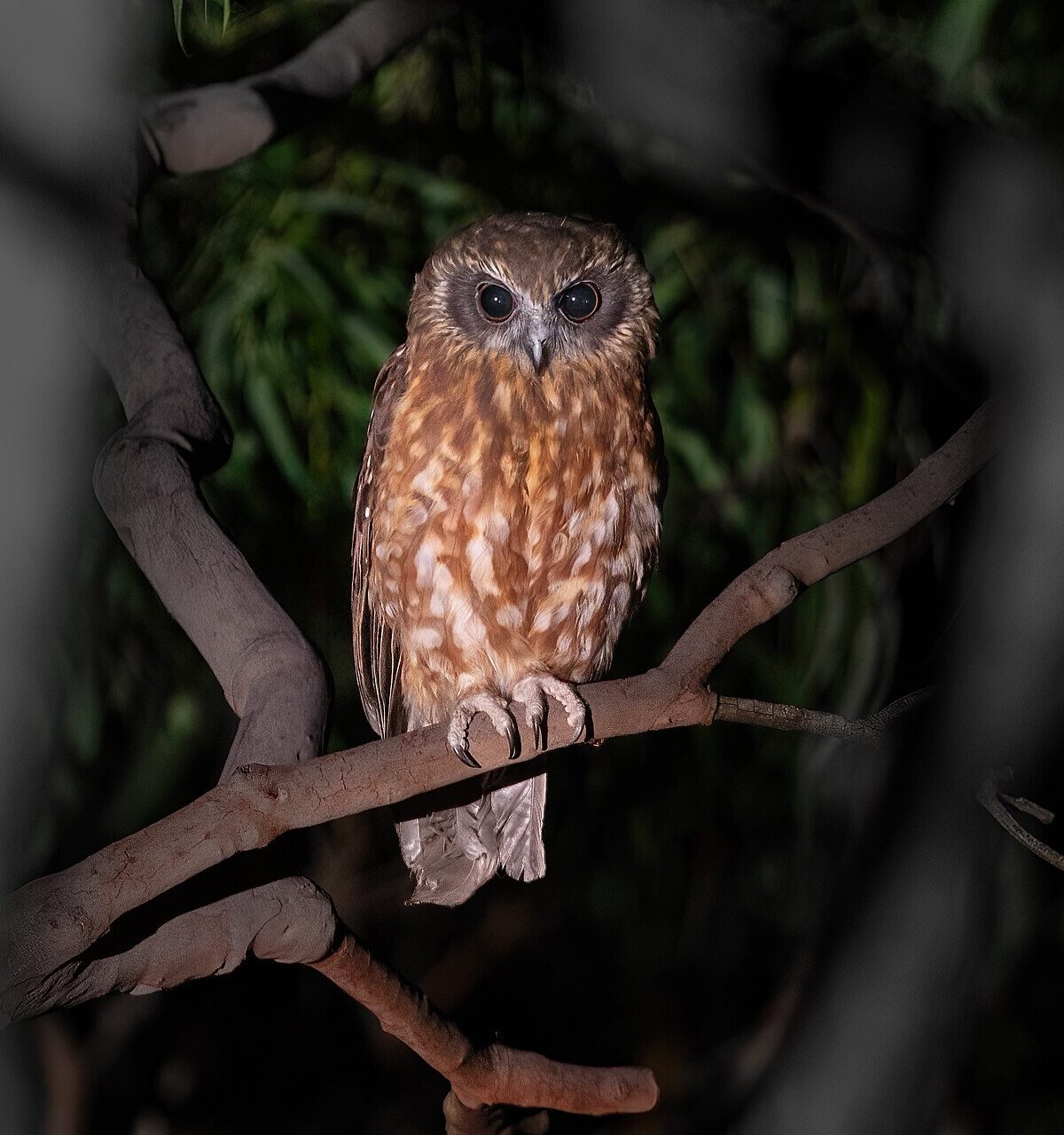Southern Boobook