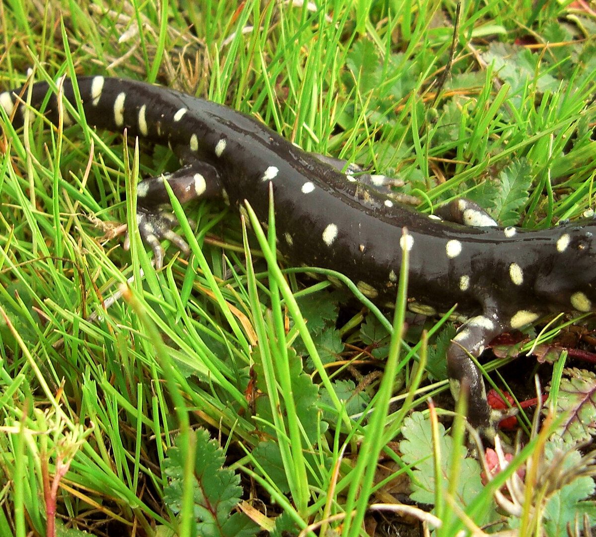 California Tiger Salamander