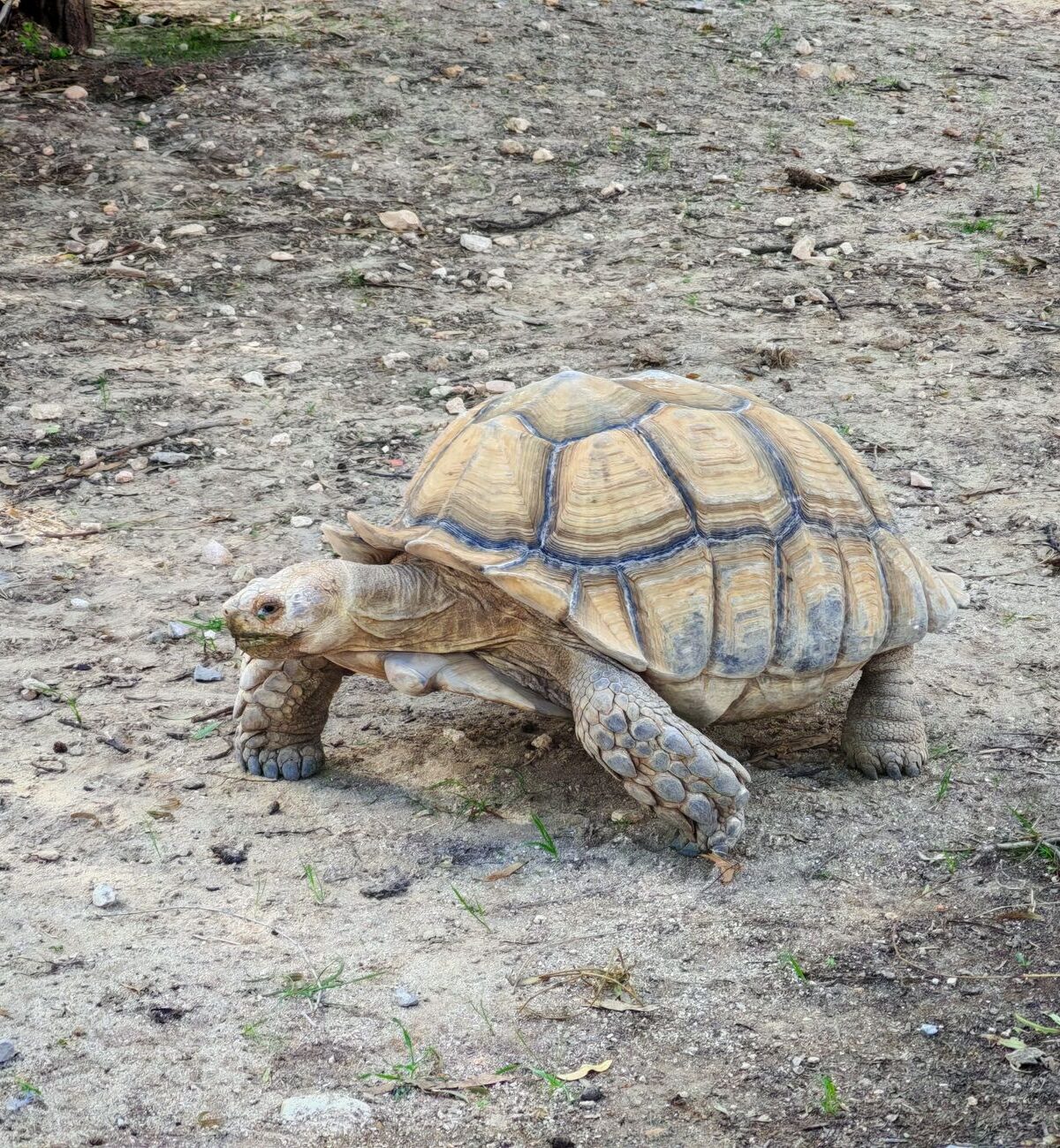 African Sulcata Spurred Tortoise