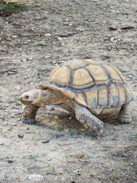 African Sulcata Spurred Tortoise