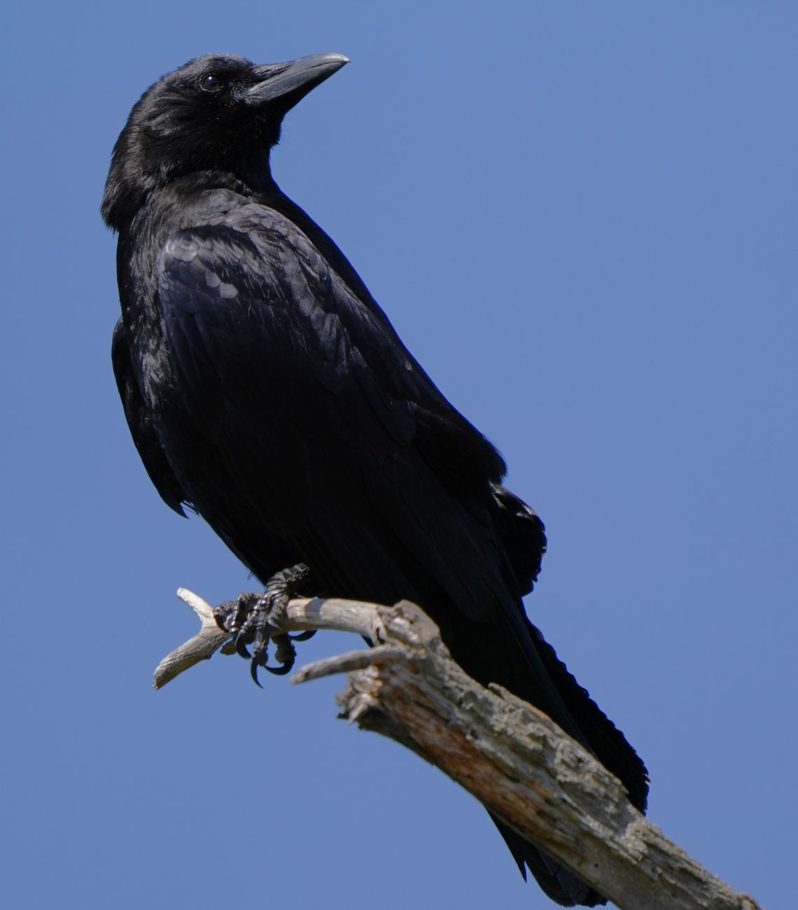 American Crow