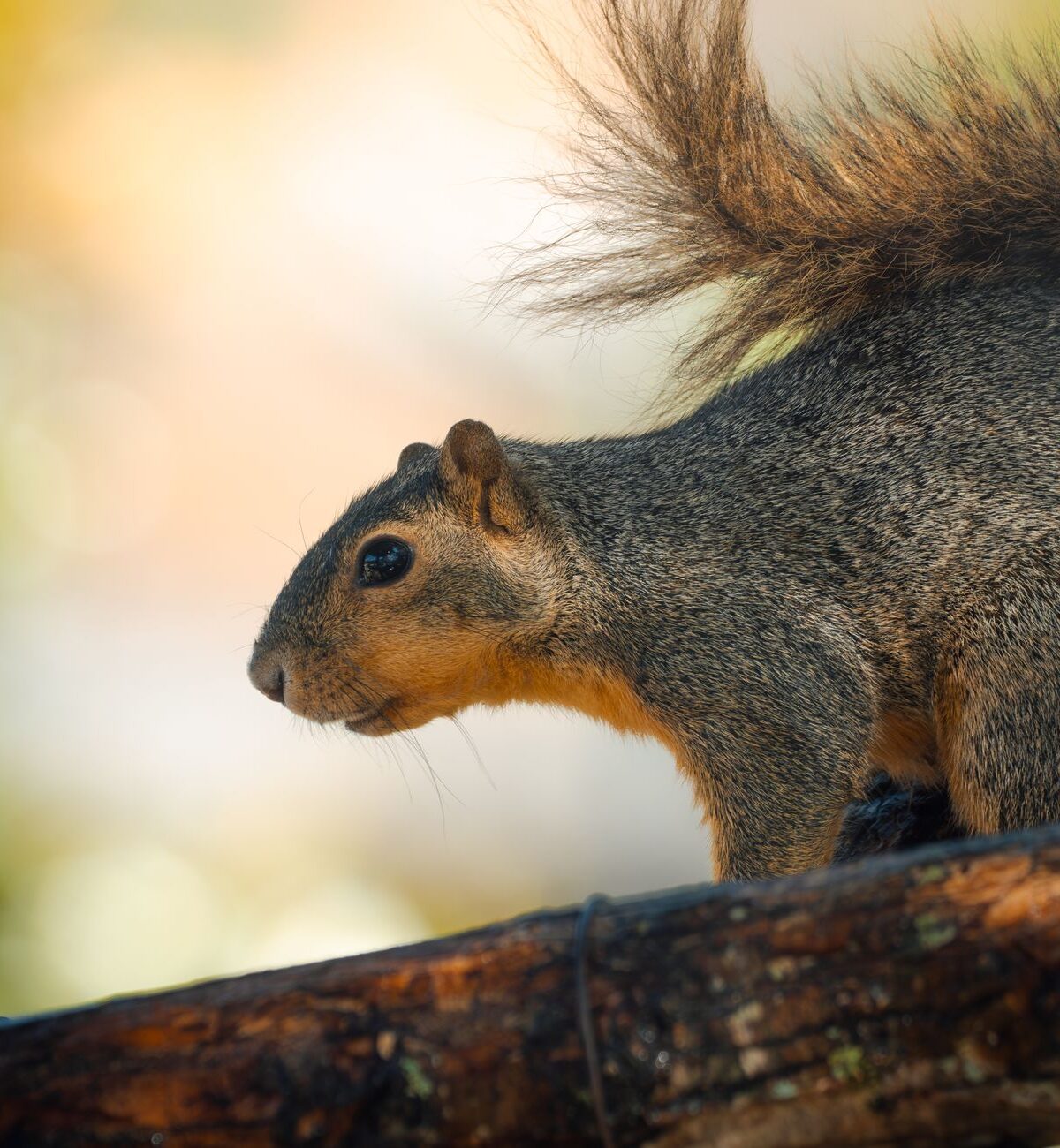 Delmarva Fox Squirrel