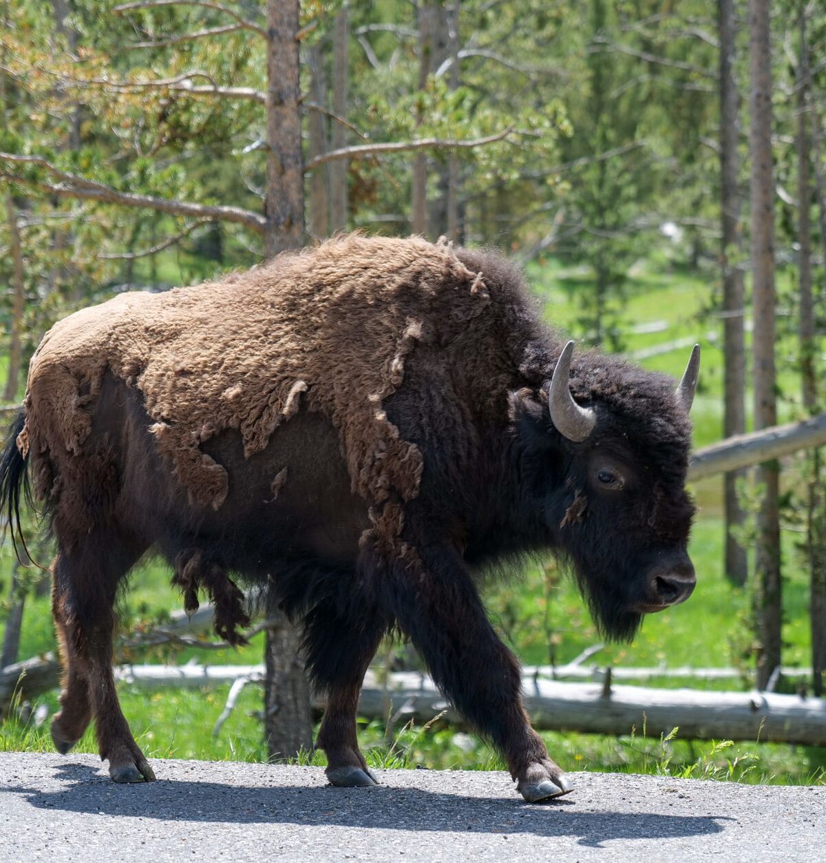 North American Bison