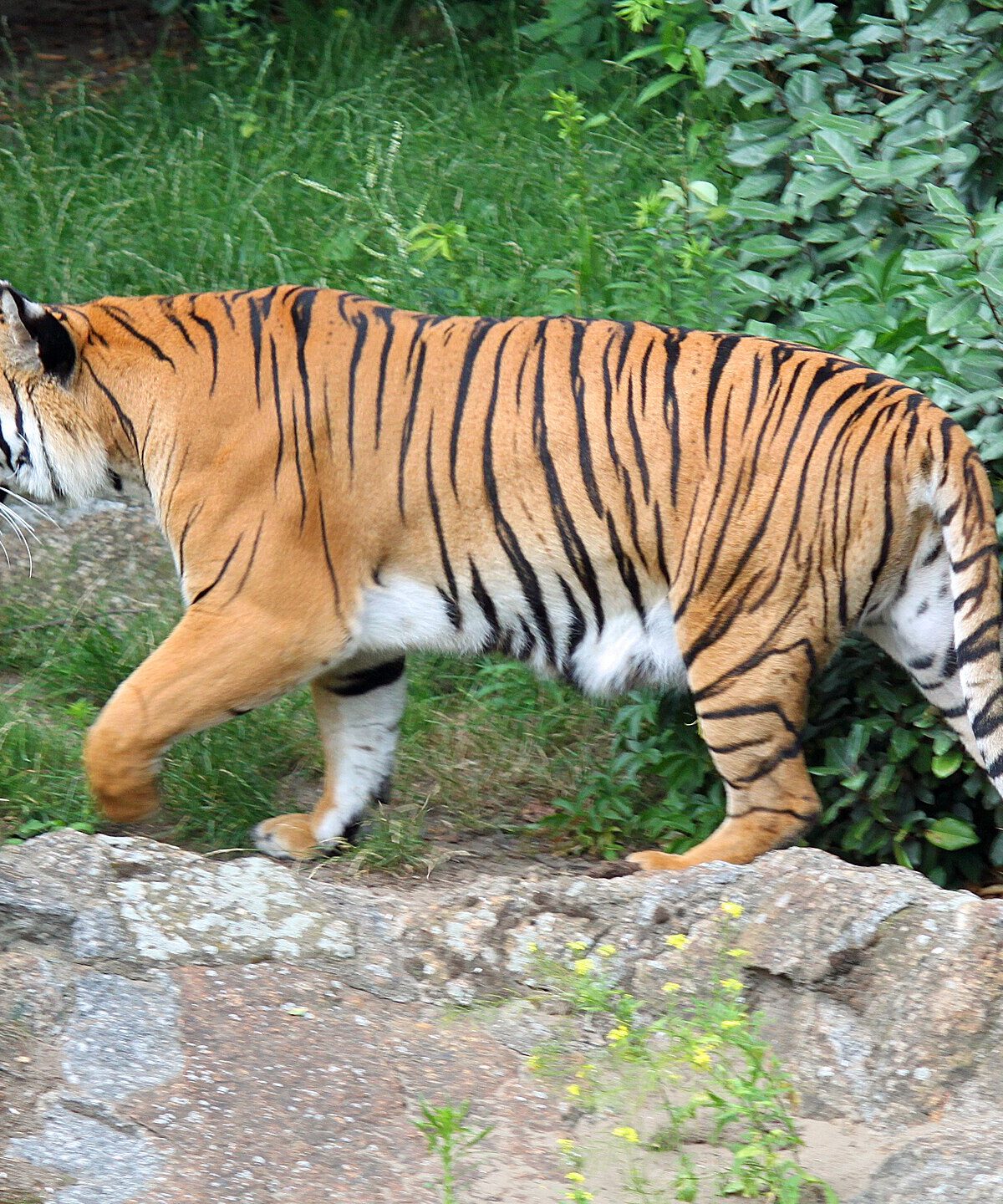 Indochinese Tiger