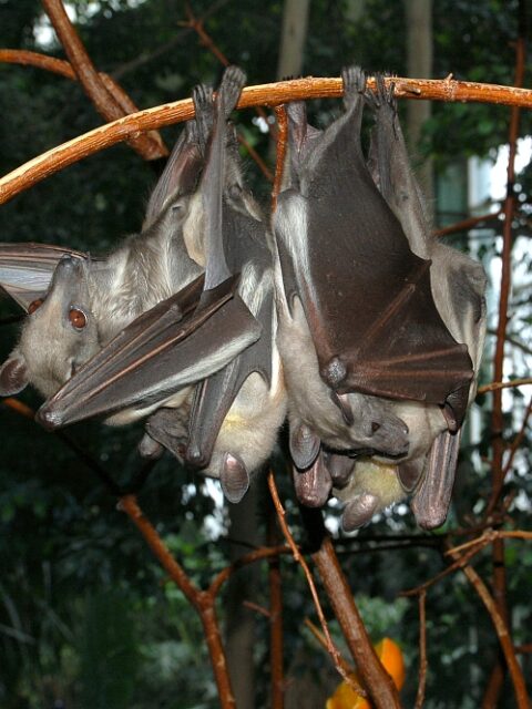 African Straw-Coloured Fruit Bat