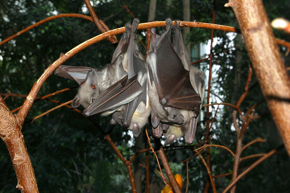 African Straw-Coloured Fruit Bat