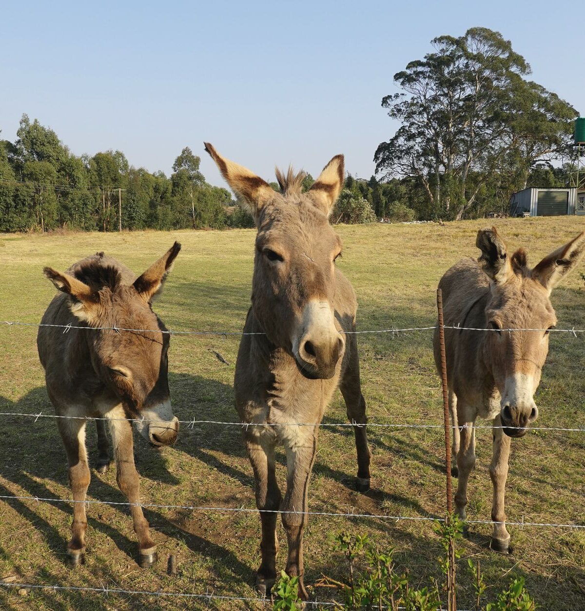 Domestic Donkey