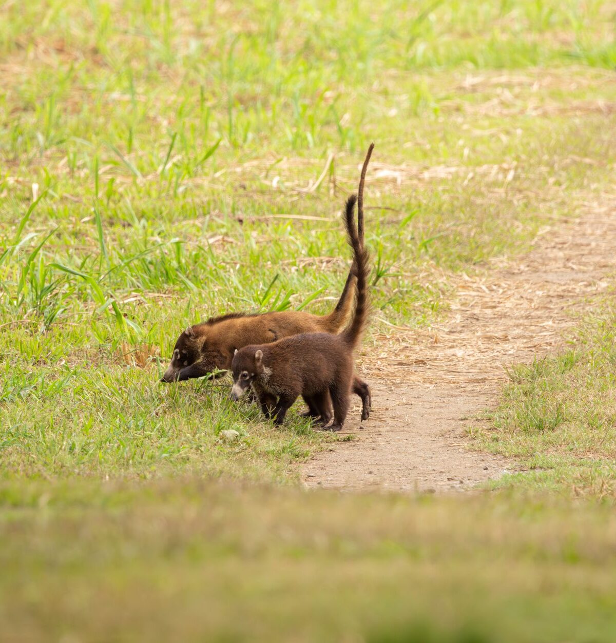 Brown-Nosed Coati