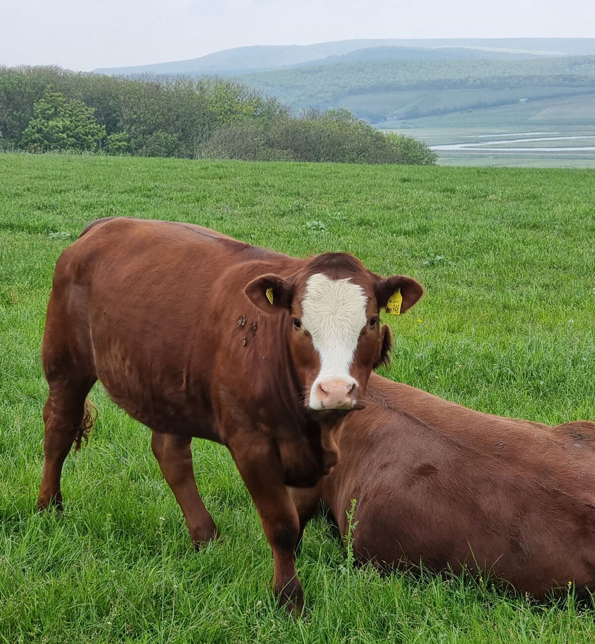 Domestic Cow