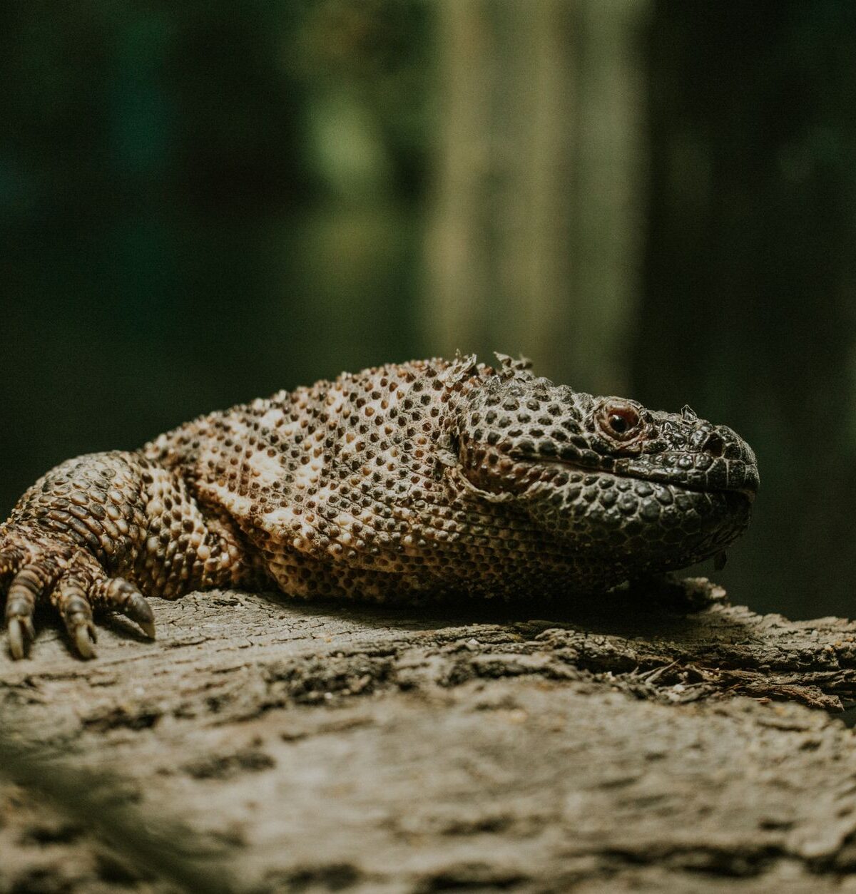 Mexican Beaded Lizard