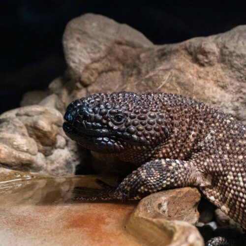 Beaded Lizard