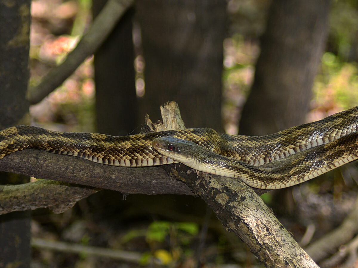 Western Ratsnake