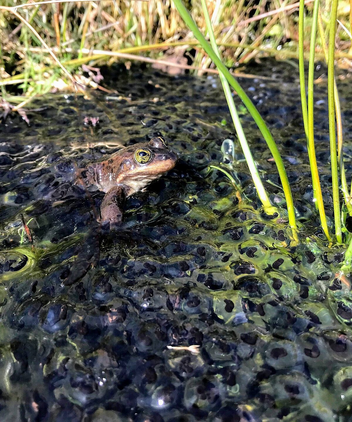 Oregon Spotted Frog