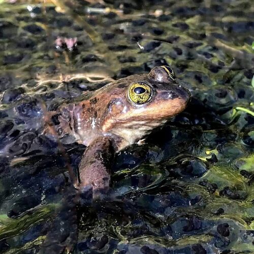 Spotted Frog