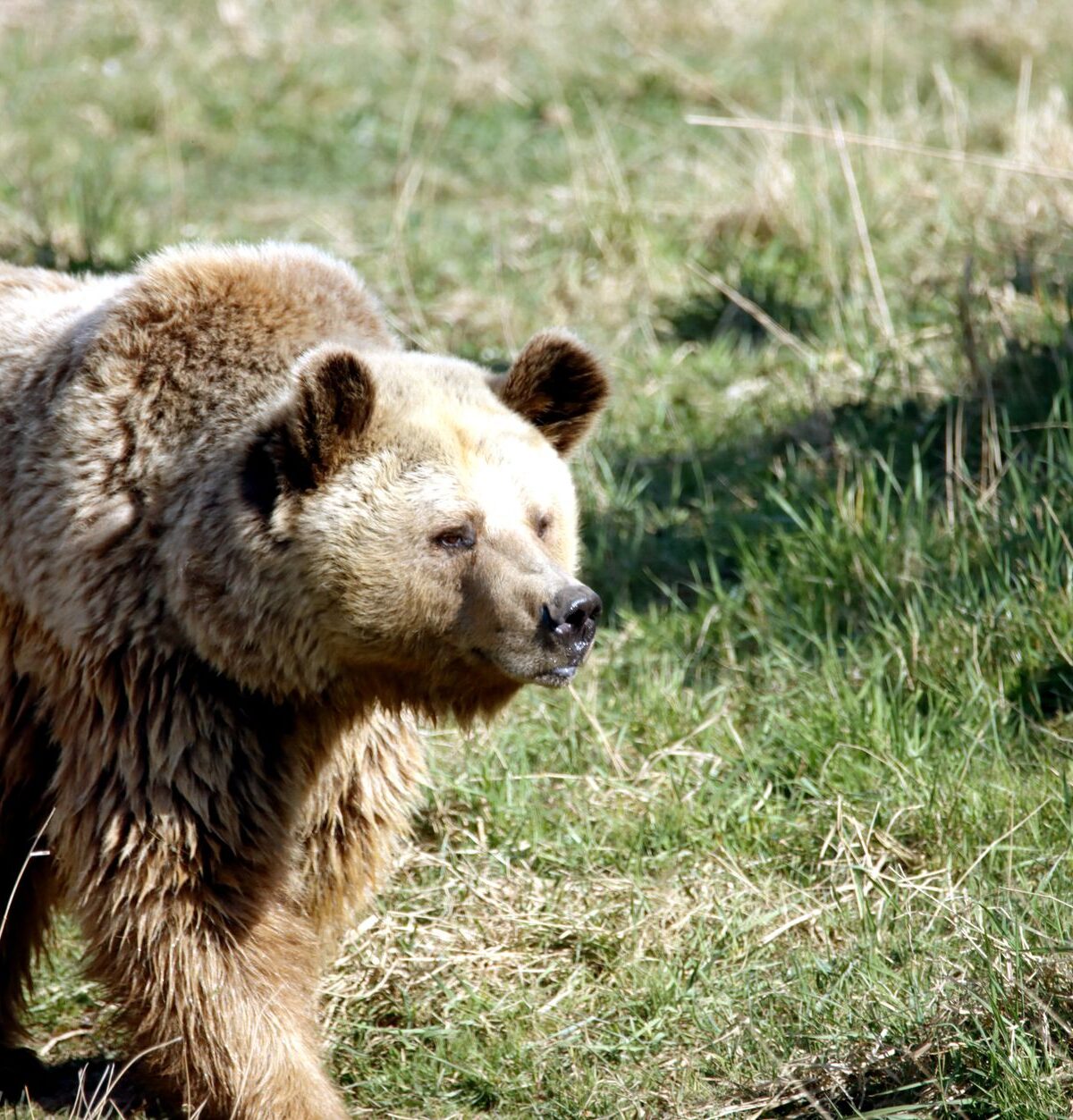 Alaskan Coastal Brown Bear