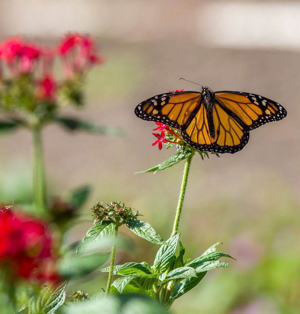 Monarch Butterfly