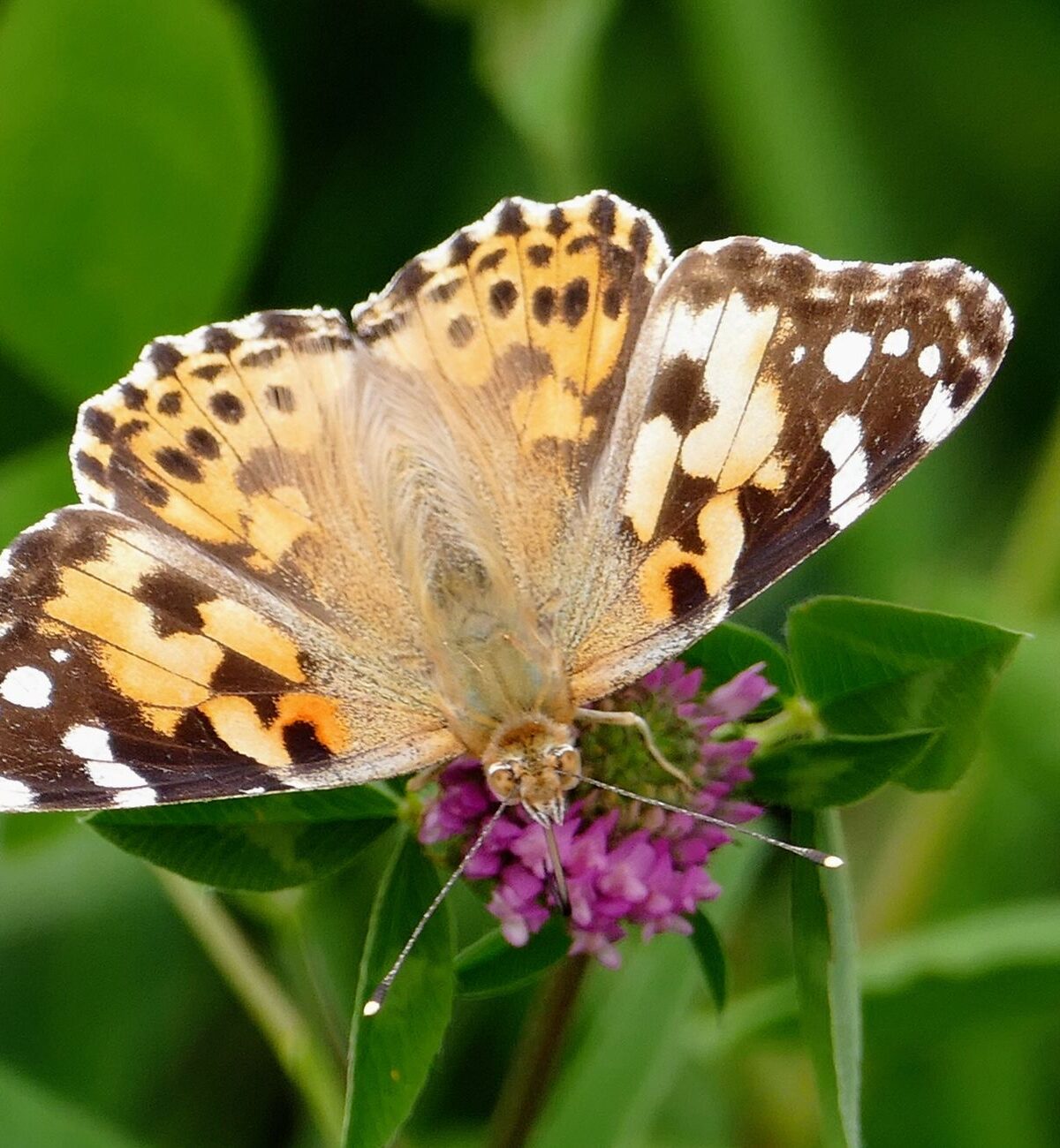 Painted Lady Butterfly