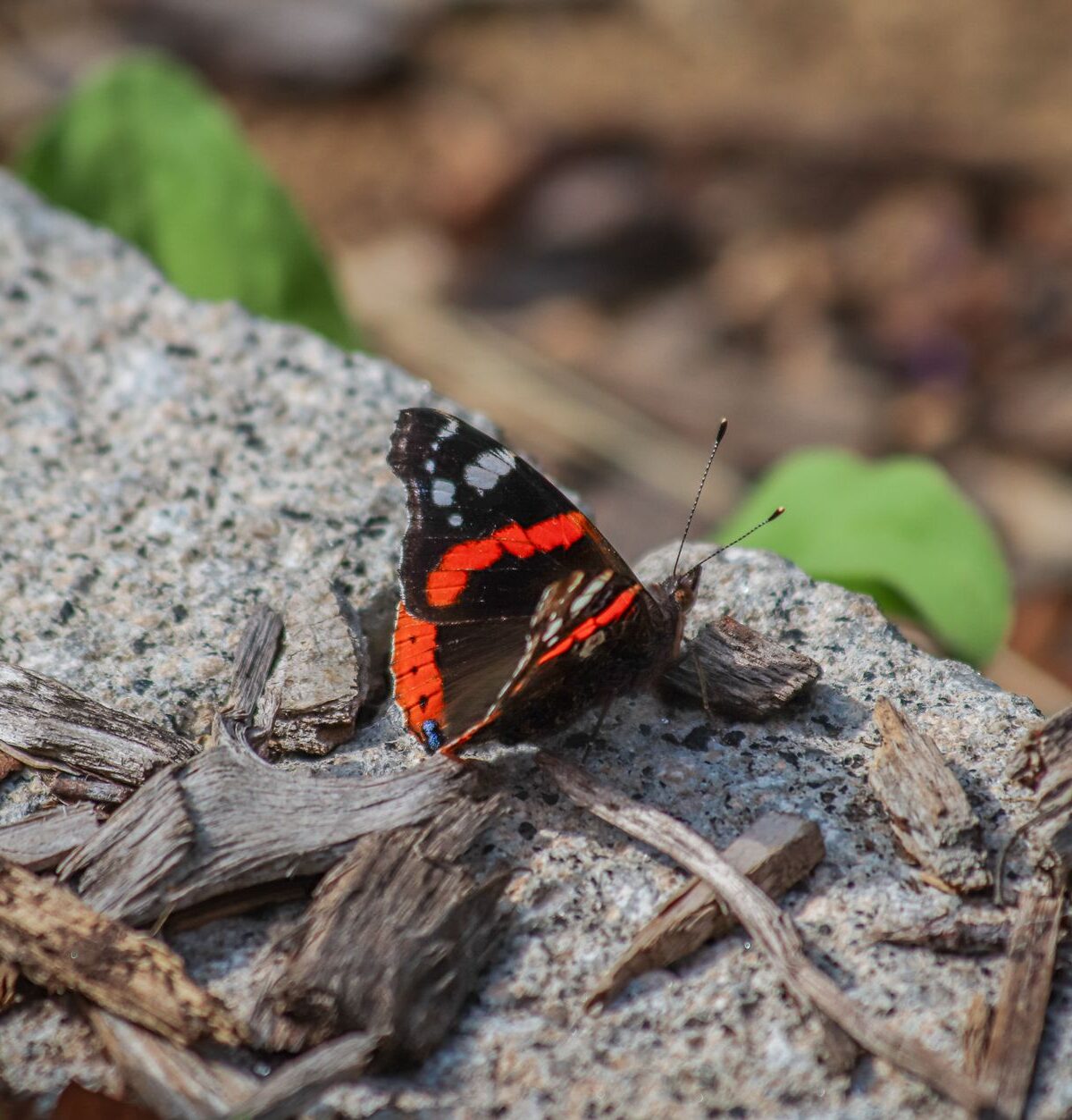 Red Admiral Butterfly