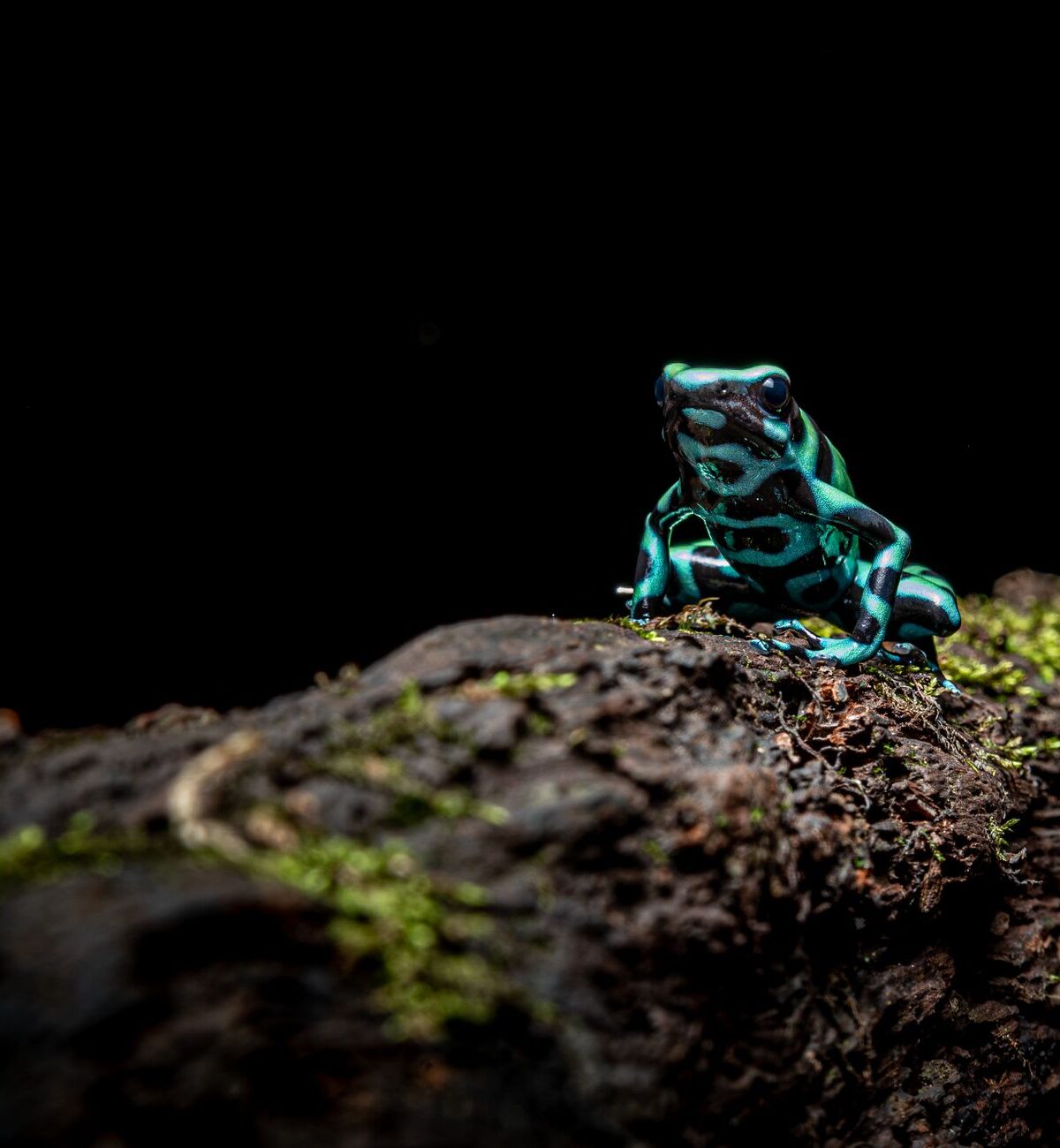Green & Black Poison Dart Frog