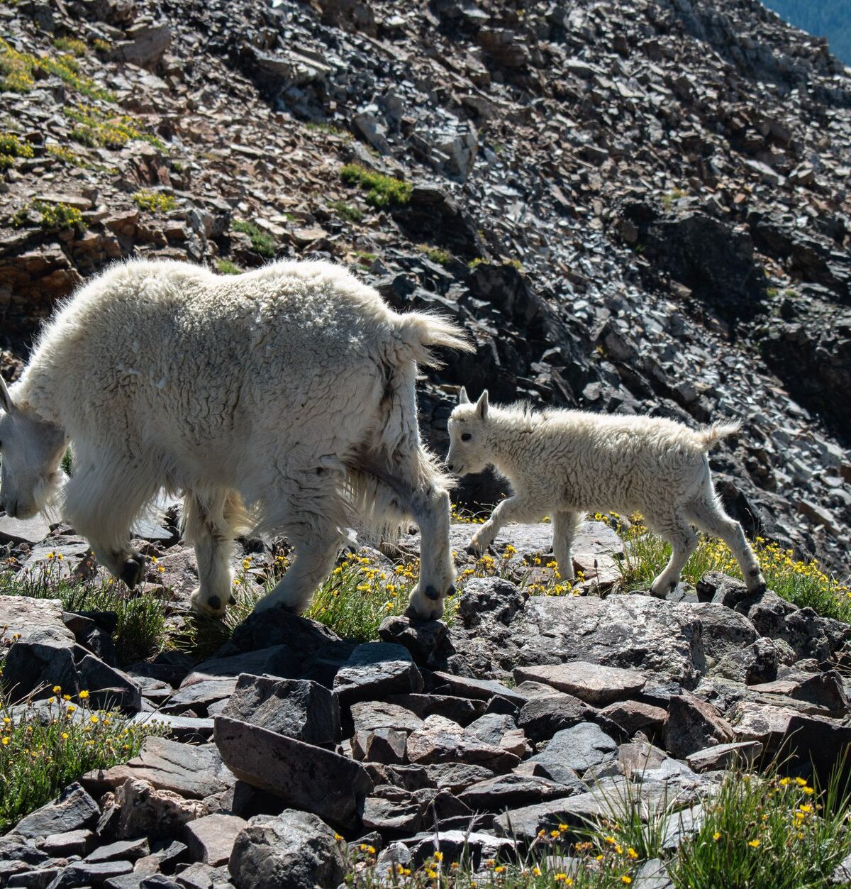 Mountain Goat