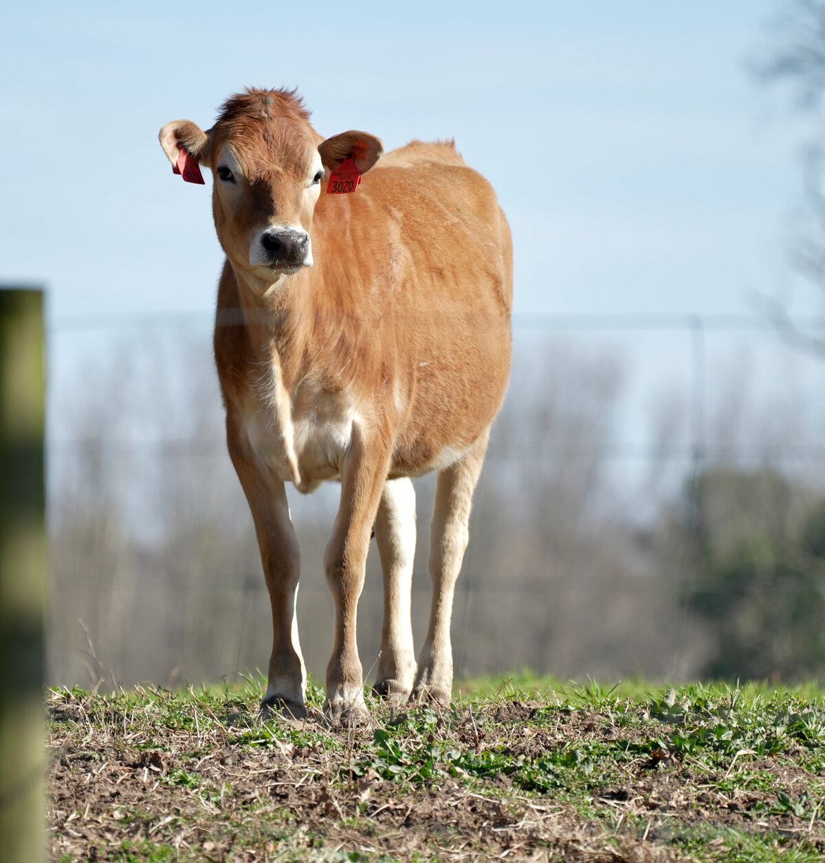 Jersey Cattle