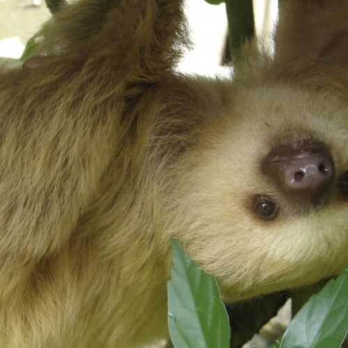 Two-toed Sloth