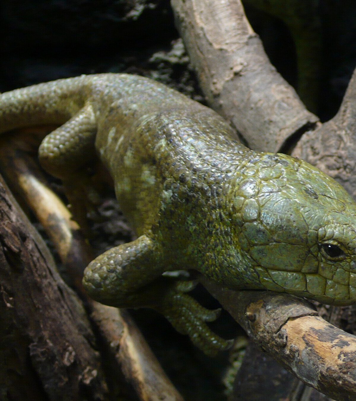 Solomon Islands Skink