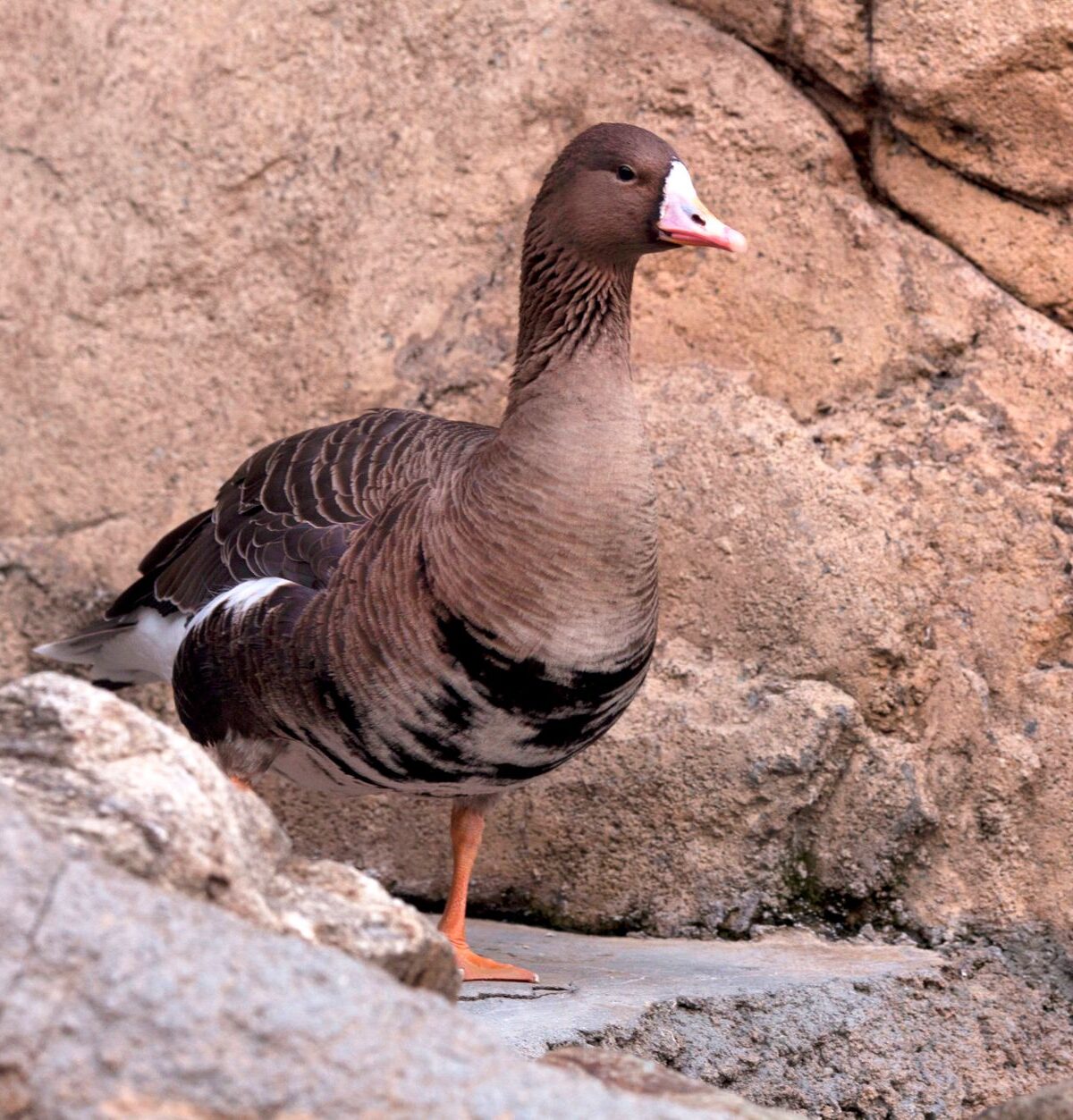 Pink-footed Goose