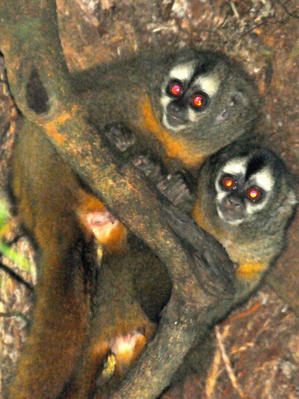 Ma's Night Monkey