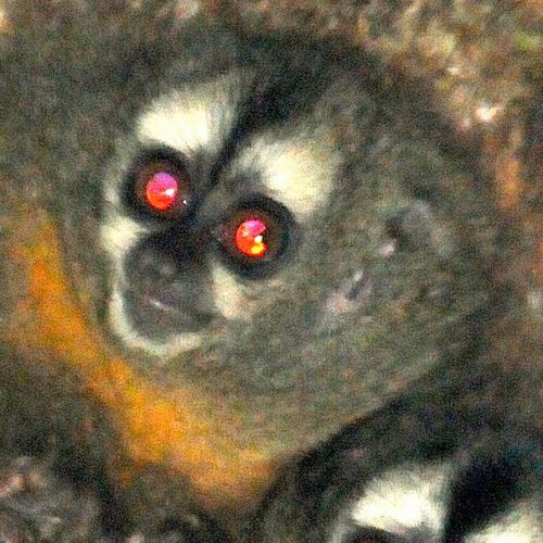 Night Monkey