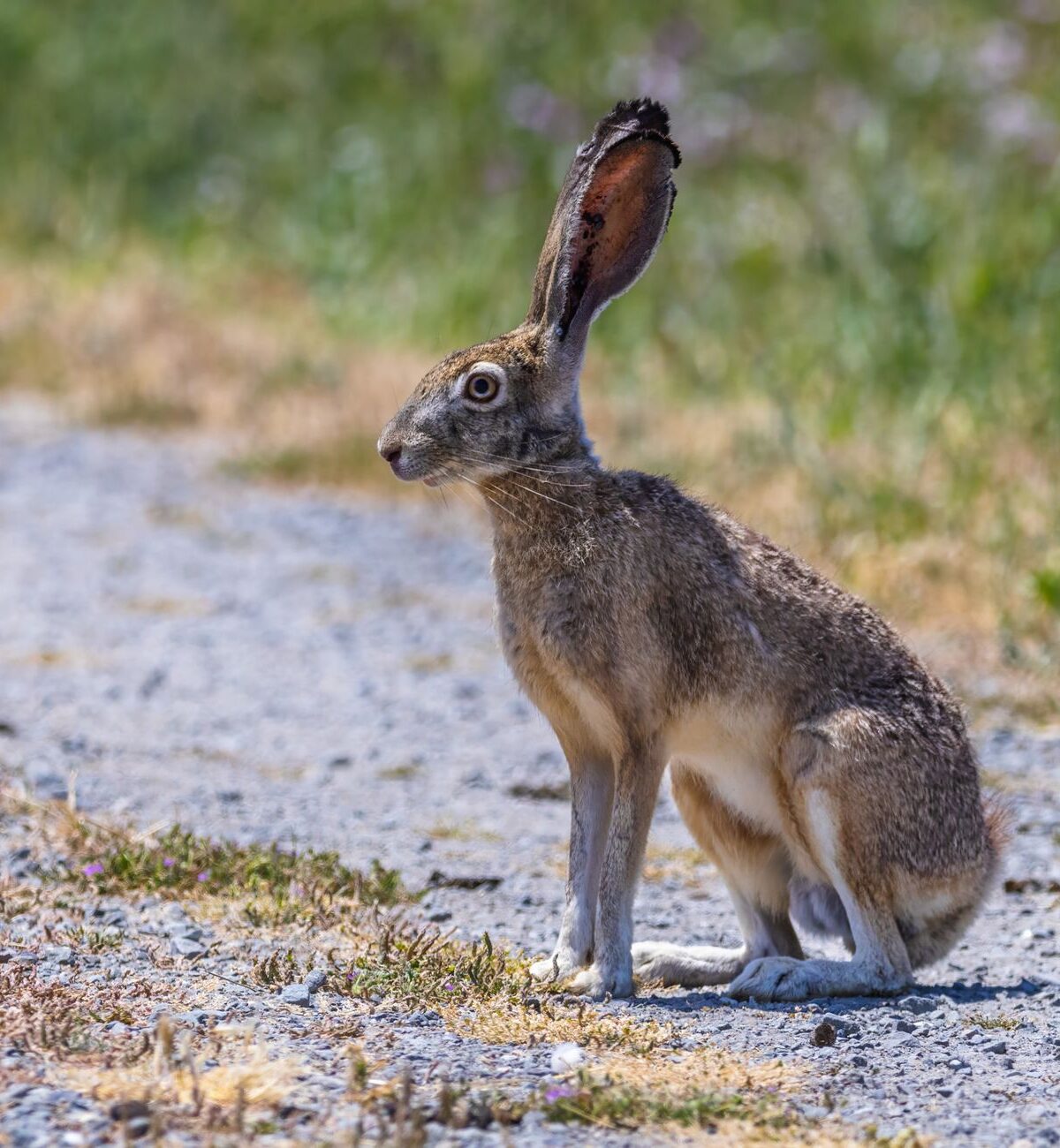 Jackrabbits