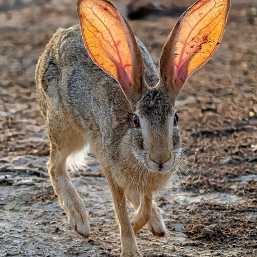 Rabbits