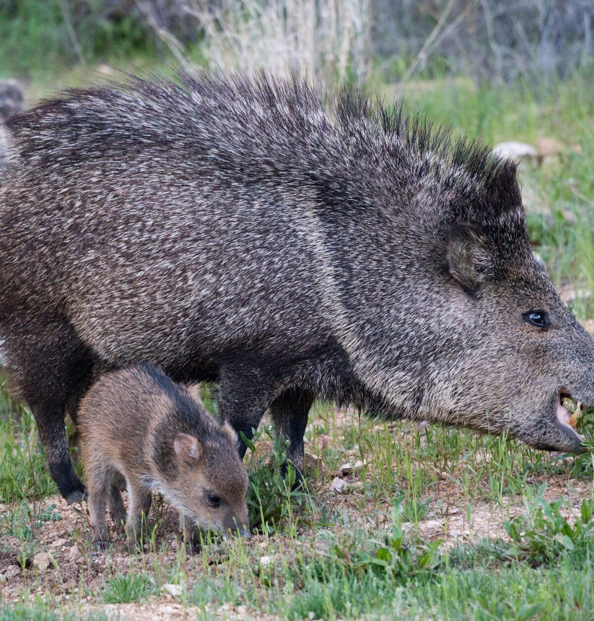 Javelinas