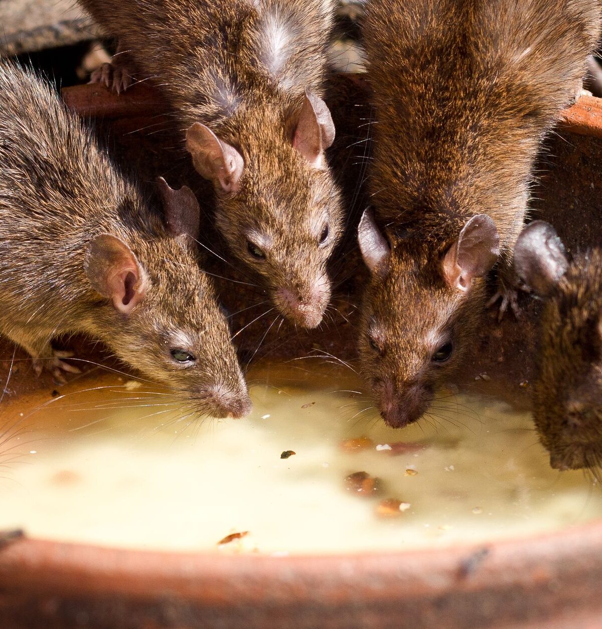 Rodents
