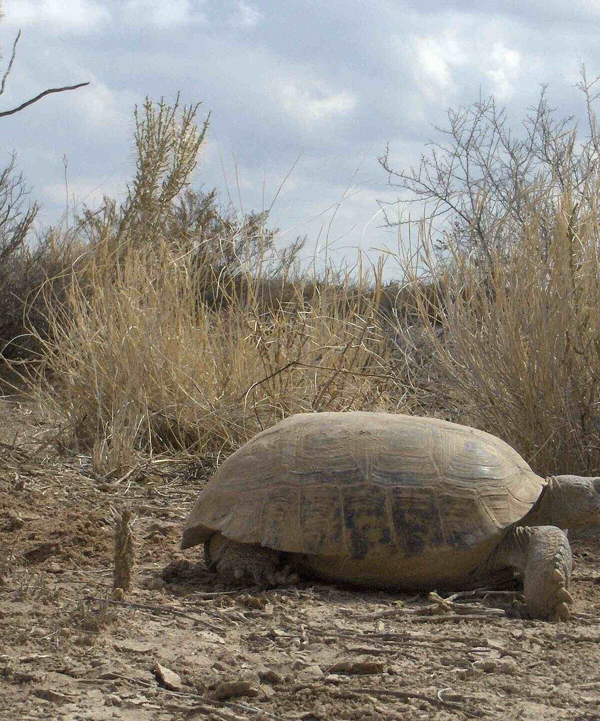 Bolson Tortoise