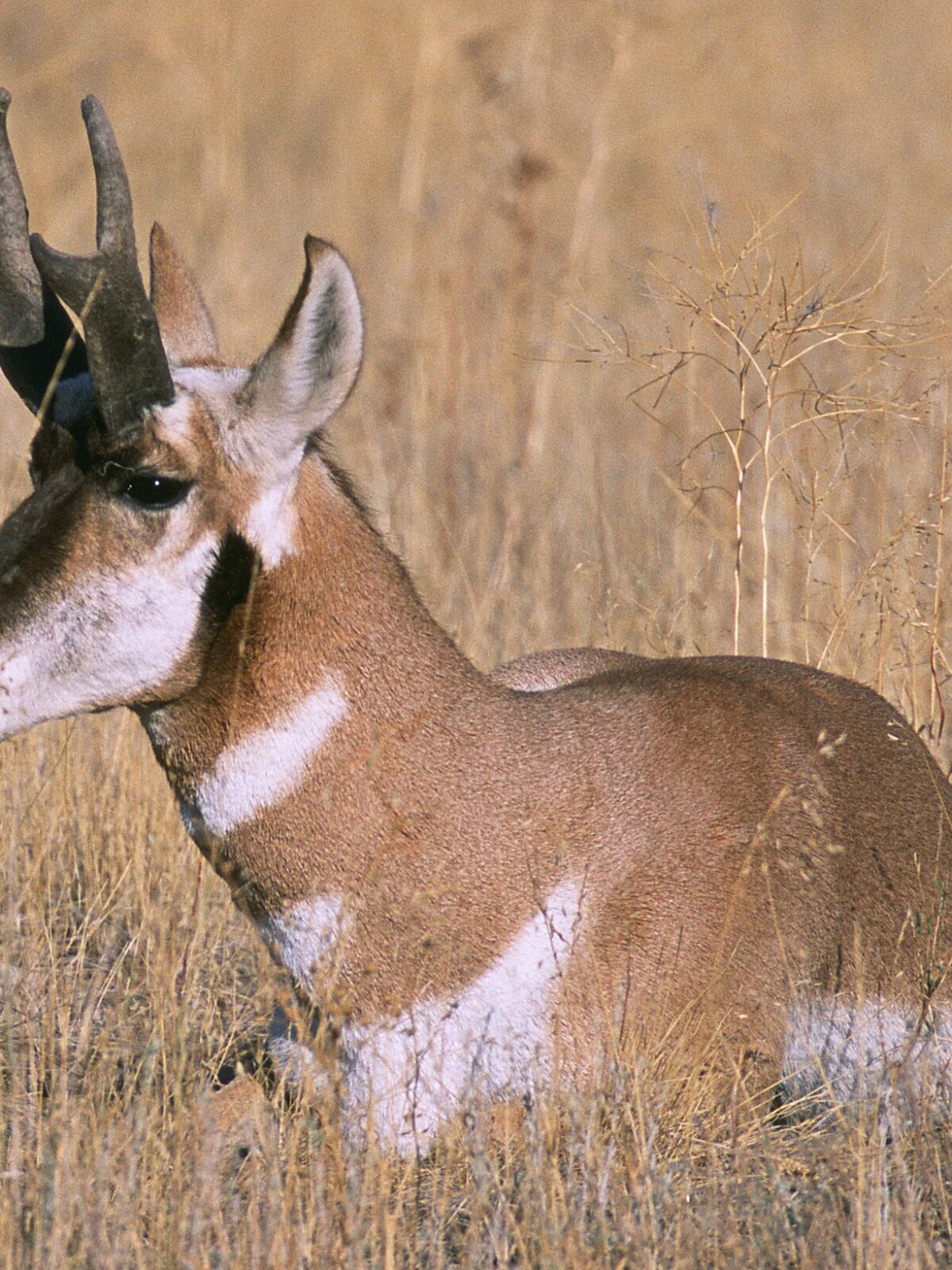 Baja Peninsula Pronghorn